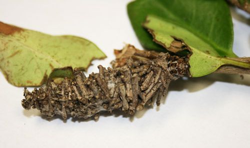 Figure 6. Bagworm larva feeding on Ligustrum.