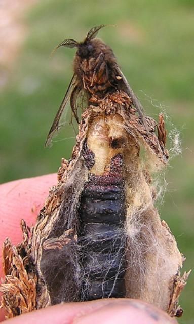 Figure 11. Male (top) and female bagworm.