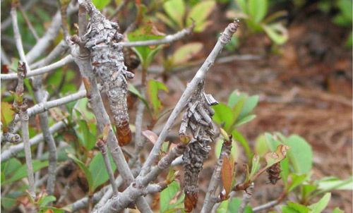 Figure 2. Bagworms and their damage on Indian hawthorn, Raphiolepis indica.