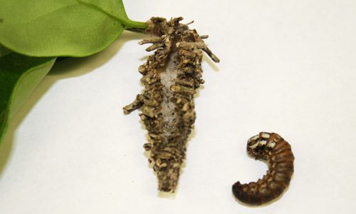 Figure 7. Bagworm larva removed from its bag. The bag is attached to Ligustrum.