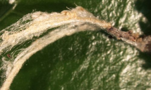 Figure 8. Silk strand produced by a bagworm larva.