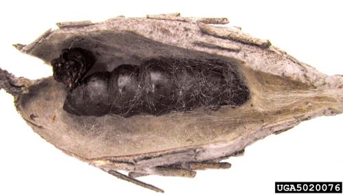 Figure 9. Common bagworm pupa.