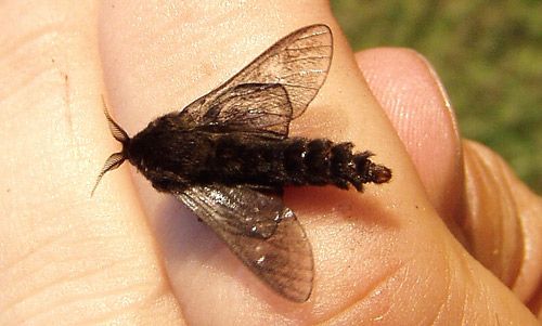 Figure 3. Adult male bagworm, Thyridopteryx ephemeraeformis