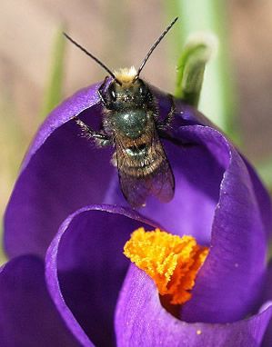 Figure 1. Male Osmia lignaria visiting a crocus flower in early spring in Ontario, Canada.