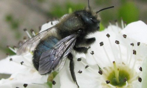 Figure 3. Female blue orchard bee visiting a flower in Utah. Females can be distinguished from males by their short antennae and absence of a pale facial tuft.