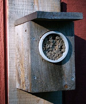 Figure 6. Purchased paper tubes are held in a PVC pipe inserted into a homemade nesting box.