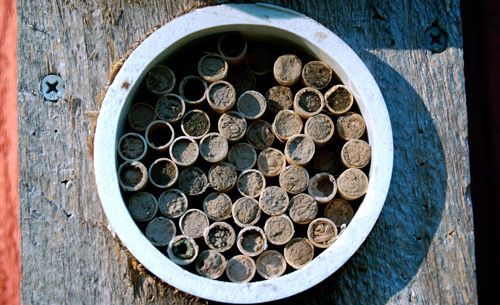 Figure 7. Paper tubes plugged with mud, indicating the bees have finished laying eggs in these tubes.