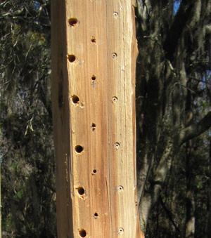 Figure 5. Lumber (4 by 4 inch) nesting block with holes drilled for native pollinator nesting sites. These holes have different sizes to attract a variety of native mason bee species.