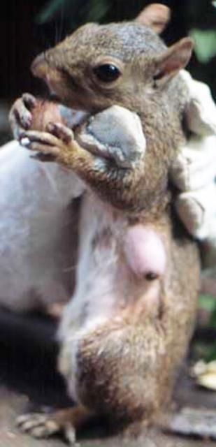 Figure 1. Eastern gray squirrel with a warble of a 3-week-old, tree squirrel bot fly, Cuterebra emasculator Fitch, on its side.