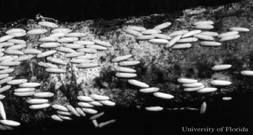 Figure 3. Eggs of a bot fly, Cuterebra sp.