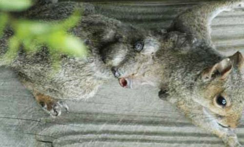 Figure 11. Eastern gray squirrel with warbles of the tree squirrel bot fly, Cuterebra emasculator Fitch.