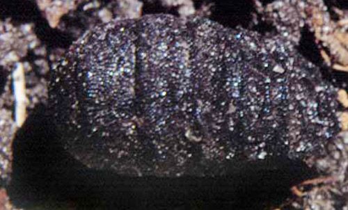 Figure 10. Puparium of the tree squirrel bot fly, Cuterebra emasculator Fitch, next to a ruler.