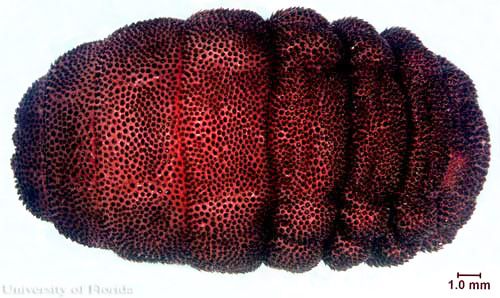 Figure 7. Third instar larva of the tree squirrel bot fly, Cuterebra emasculator Fitch, from an eastern chipmunk (dorsal view, anterior end to left).