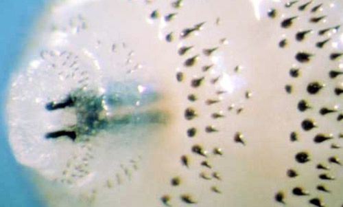 Figure 6. Second instar larva of the tree squirrel bot fly, Cuterebra emasculator Fitch, from an eastern gray squirrel, showing head region with mouthhooks.