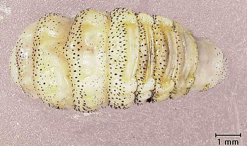 Figure 4. Second instar larva of the tree squirrel bot fly, Cuterebra emasculator Fitch, from an eastern gray squirrel (dorsal view, anterior end to left).