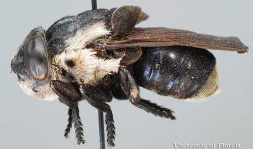 Figure 2. Adult bot fly Cuterebra fontinella Clark. This species typically infests wild mice (Peromyscus spp.).