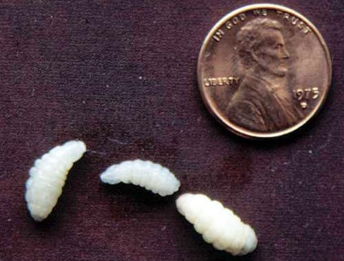 Figure 5. Second instar larvae of the tree squirrel bot fly, Cuterebra emasculator Fitch, collected from an eastern gray squirrel.