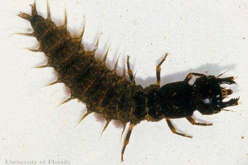 Figure 3. Larva of the eastern dobsonfly, Corydalus cornutus (Linnaeus).