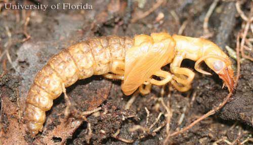 Figure 4. Pupa of the eastern dobsonfly, Corydalus cornutus (Linnaeus).