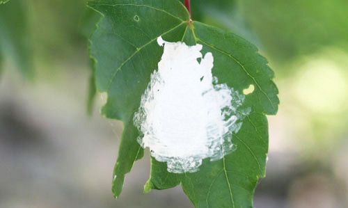Eastern dobsonfly, Corydalus cornutus (Linnaeus), egg mass showing brush strokes of white coating.