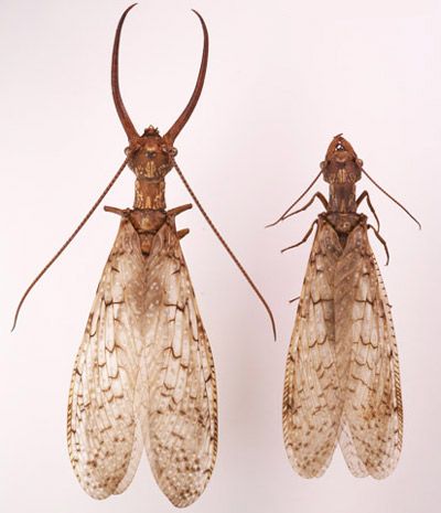 Figure 1. Male and female eastern dobsonflies, Corydalus cornutus (Linnaeus), showing differences in mandibles and antennae.