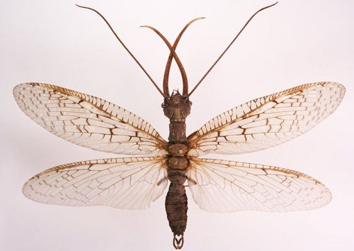 Figure 7. Adult male eastern dobsonfly, Corydalus cornutus (Linnaeus), with wings spread.