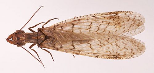 Figure 5. Adult female eastern dobsonfly, Corydalus cornutus (Linnaeus).