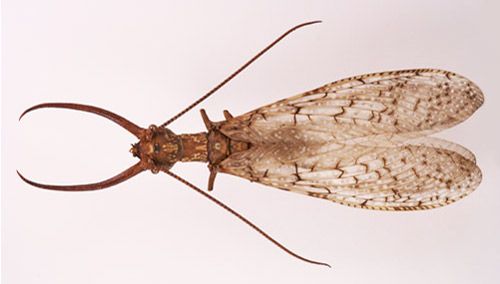 Figure 6. Adult male eastern dobsonfly, Corydalus cornutus (Linnaeus).