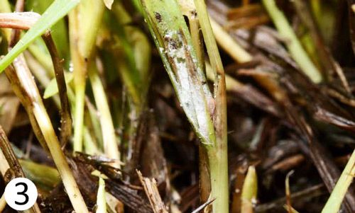 Figure 3. Waxy residue of tuttle mealybugs, Brevennia rehi, on blades of zoysiagrass.
