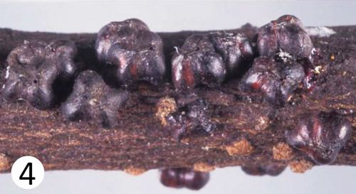 Figure 4. Adult female tests of Paratachardina pseudolobata.