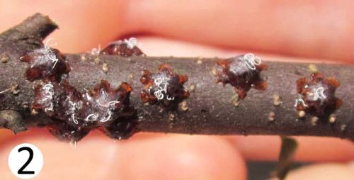 Figure 2. Adult female tests of Tachardiella mexicana on wax myrtle.