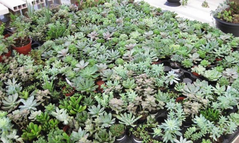 Figure 2. Succulents from California at a Florida distribution center ready for shipment to retailers.