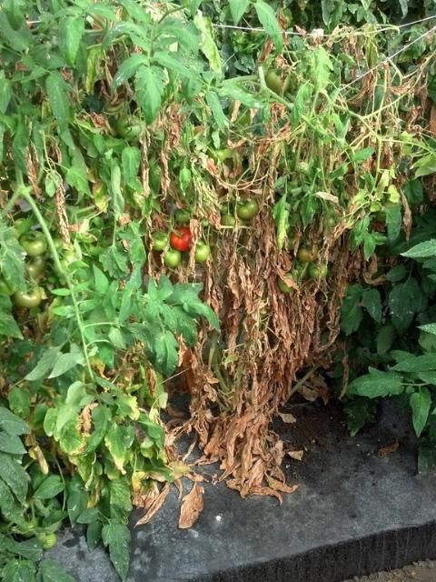 Figure 9. A tomato plant wilting because of Fusarium crown rot.