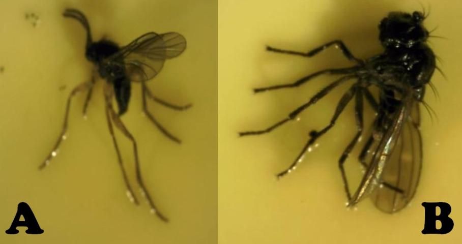Figure 20. A: Fungus gnats and B: shore flies can become abundant in greenhouses and other protected structures when soil humidity is high.