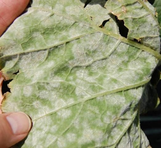 Figure 12. Powdery mildew on squash leaf.