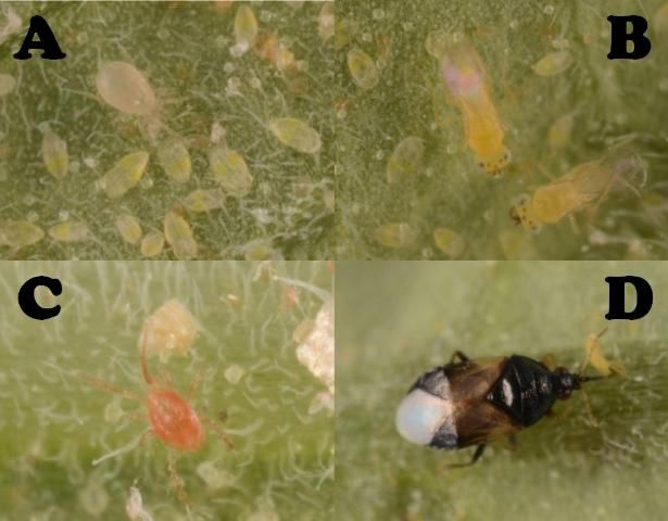 Figure 5. A: The predatory mite Amblyseius swirskii feeding on whitefly nymphs, B: Eretmocerus eremicus, parasitic wasps that attack whitefly nymphs, C: the predatory mite Phytoseiulus persimilis, which aids in the control of spider mites, D: the predatory minute pirate bug Orius insidious feeding on thrips.