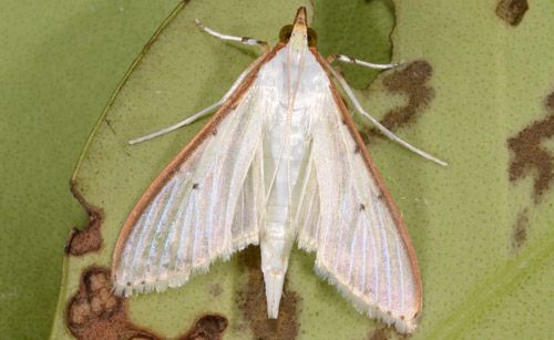 Figure 2. Palpita persimilis, live adult.