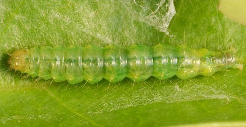 Figure 6. Live larva, about 2 cm long.
