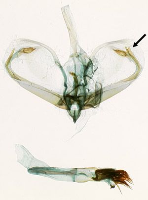 Figure 4. Male genitalia. Elongate processes of right valve indicated.