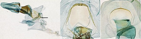 Figure 5. Female genitalia: A. Palpita persimilis, lamella postvaginalis indicated; B. lamella postvaginalis of Palpita kimballi; C. same, Palpita quadristigmalis.