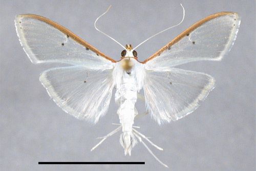 Figure 1. Palpita persimilis, adult habitus. Scale = 1 cm.