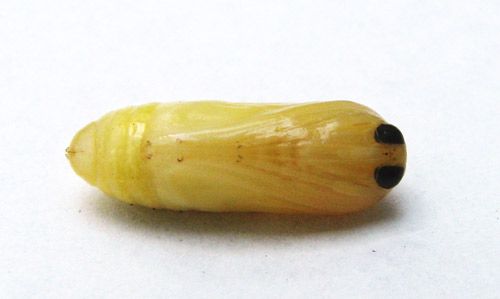 Figure 7. Scarlet-bodied wasp moth, Cosmosoma myrodora (Dyar), young pupa removed from its cocoon.