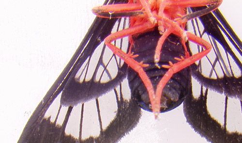 Figure 4. Ventral view of the female scarlet-bodied wasp moth, Cosmosoma myrodora (Dyar). Note the absence of white spots on the first segment of the abdomen.