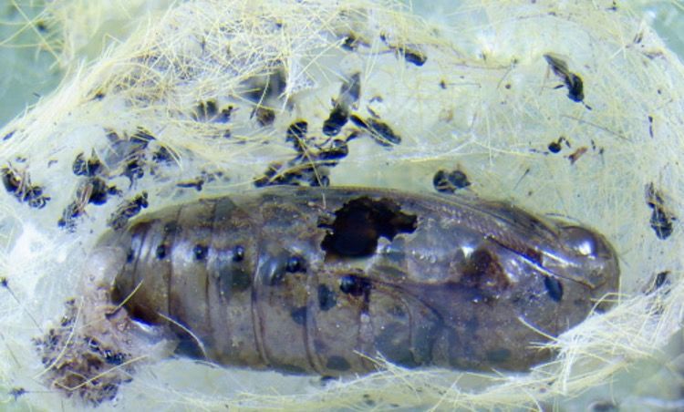 Figure 17. Pupa of the scarlet-bodied wasp moth, Cosmosoma myrodora (Dyar), with exit hole, and remains of Tetrastichinae adults.