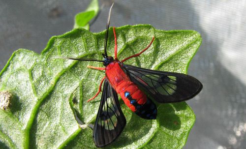 Figure 2. Dorsal view of the scarlet-bodied wasp moth, Cosmosoma myrodora (Dyar). Note blue metallic spots on the abdomen.