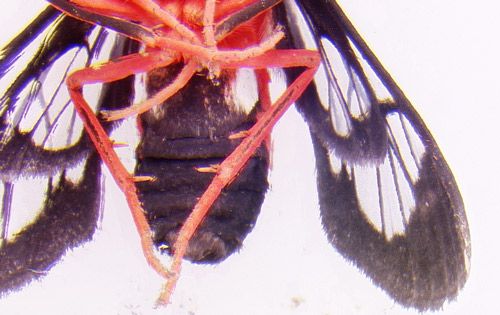 Figure 3. Ventral view of the male scarlet-bodied wasp moth, Cosmosoma myrodora (Dyar). Note white spots on the lateral sides of the first segment of the abdomen.