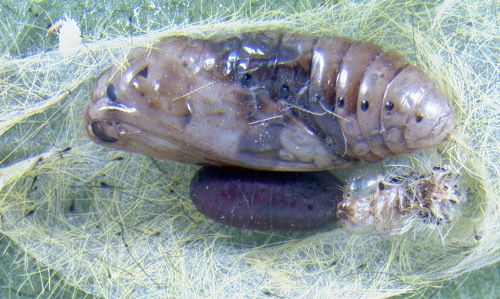 Figure 16. Hyphantrophaga sellersi puparium next to pupa of the scarlet-bodied wasp moth, Cosmosoma myrodora (Dyar).