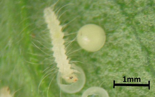 Figure 9. Scarlet-bodied wasp moth, Cosmosoma myrodora (Dyar), early-instar larva eating egg chorion.