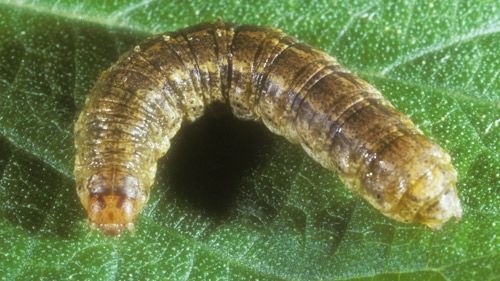 Figure 3. Larva of the granulate cutworm, Feltia subterranea (Fabricius).
