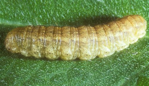 Figure 2. Larva of the granulate cutworm, Feltia subterranea (Fabricius).